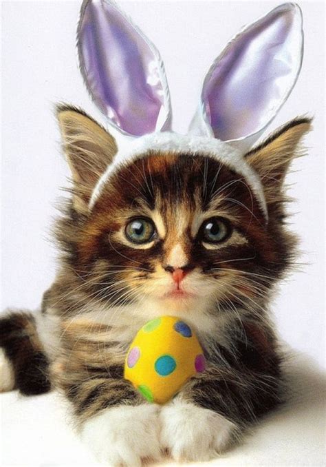 Cat Easter Bunny