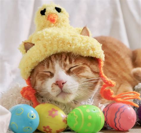 Cat Easter Outfit