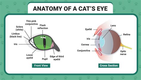 12. Anatomy of the Feline Eye - gambar tajam tapi ringan menggunakan trik dari weserv.nl API lengkapi dengan source image domain