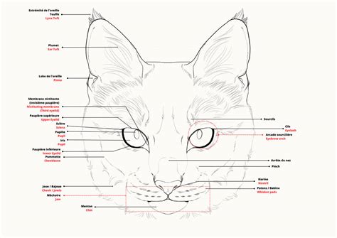Cat Face Anatomy