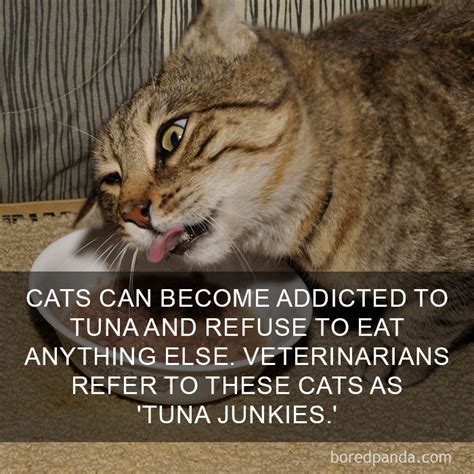 Cat Facts Funny