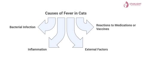 Cat Fever: Causes & How to Help 