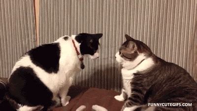 Cat Fight Funny