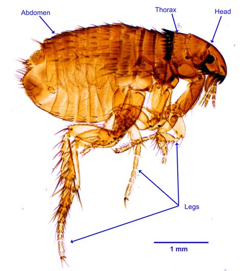 Cat Flea