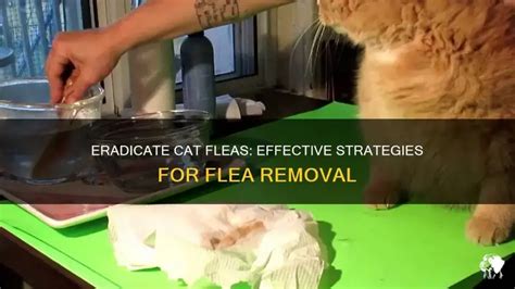 Cat Fleas: 6 Effective Removal Methods
