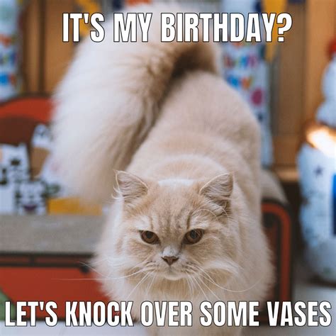 Cat Funny Birthday