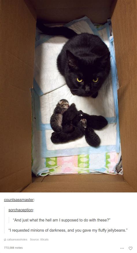 Cat Funny Tumblr