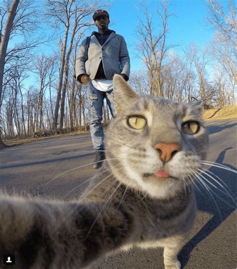 Cat Gopro Funny