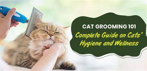 49. The Importance of Grooming and Hygiene - gambar tajam tapi ringan menggunakan trik dari weserv.nl API lengkapi dengan source image domain
