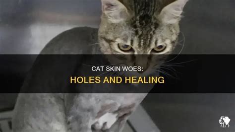 Uncovering the Feline Dilemma: When Your Beloved Cat Develops an Abscess or Hole in Their Skin - A Guide on Cat Health and Wellness.