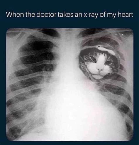 Cat Heart Xray Meme