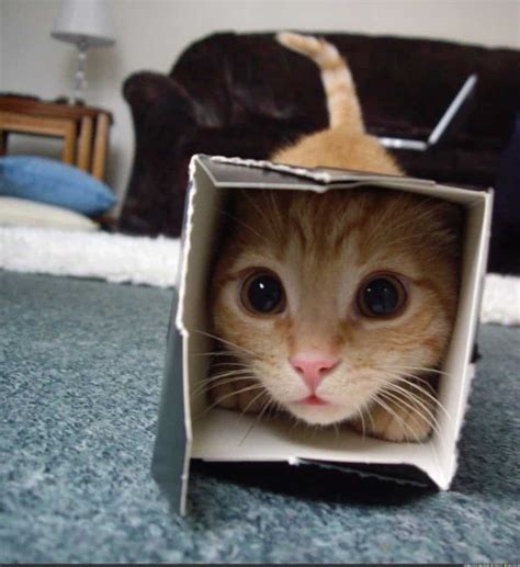 Cat In Box Funny