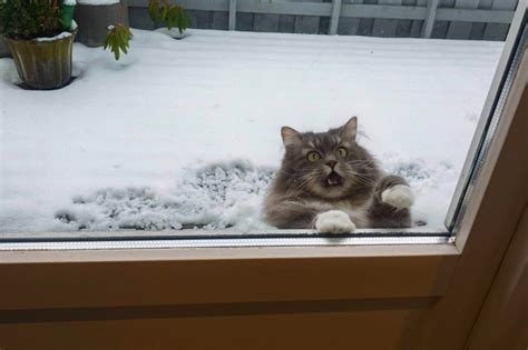Cat In Snow Funny