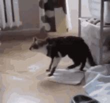 Cat Jump Fail Gif