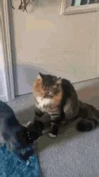 Cat Jump Hug Gif