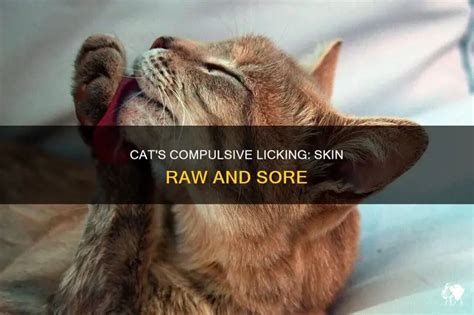 Feline Foibles: The Troublesome Tale of When Your Cat Goes Overboard with Licking and Leaves Skin Raw