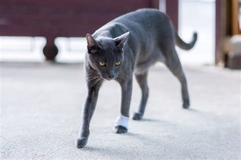 Cat Limping: Causes & Effective Treatments