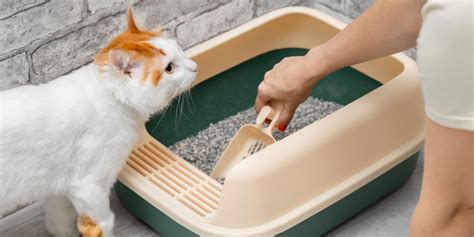 Cat Litter Box Cleaning: Simple & Effective