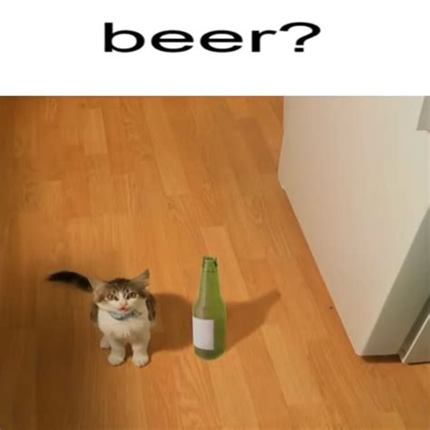 Cat Meme 10 Beers