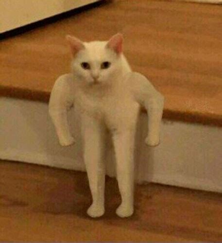 Cat Meme 2 Legs