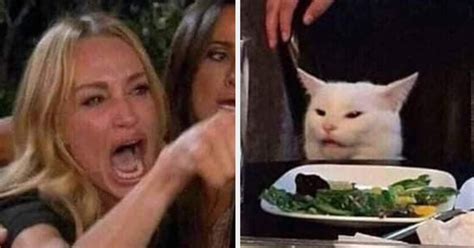 Cat Meme 2019 Origin