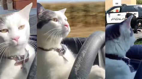 Cat Meme 4 Wheeler