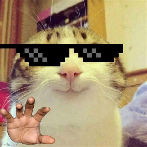 Cat Meme 500x500