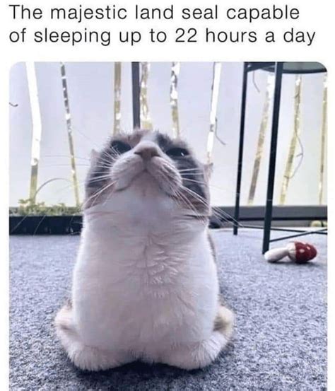 Cat Meme 9gag
