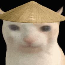Cat Meme Asian