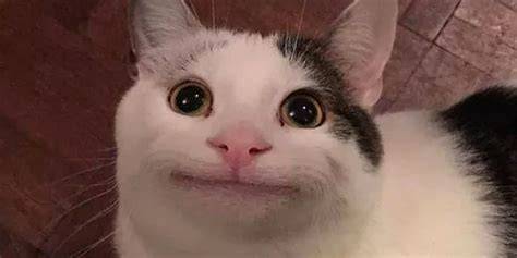 Cat Meme Cat