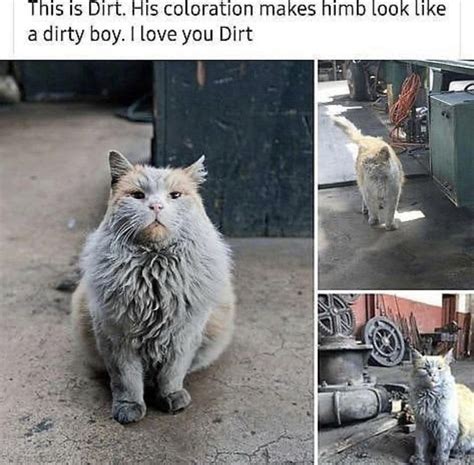 Cat Meme Dirty