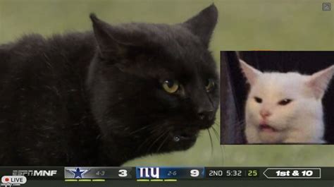 Cat Meme Getting Yelled At