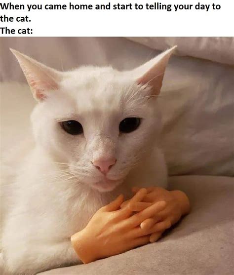 Cat Meme Hands