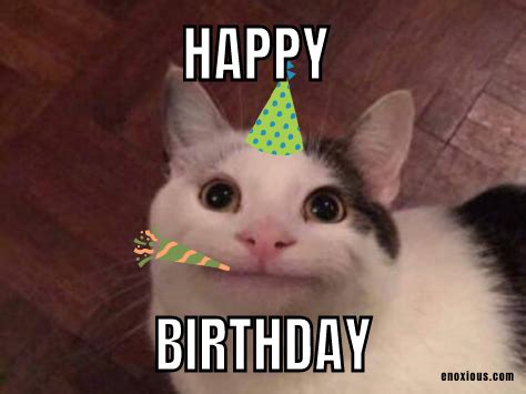 Cat Meme Happy Birthday