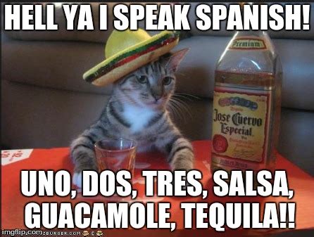 Cat Meme In Spanish