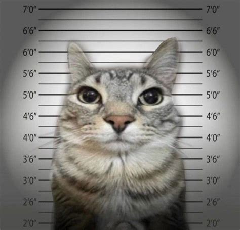 Cat Meme Jail