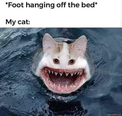 Cat Meme Jaws