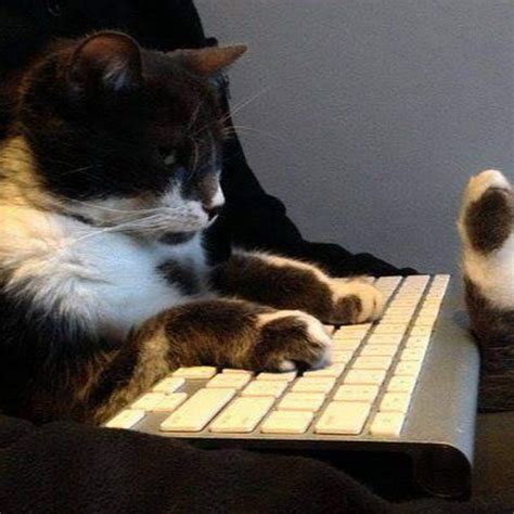 Cat Meme Keyboard