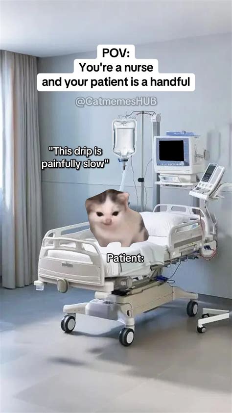 Cat Meme Nursing