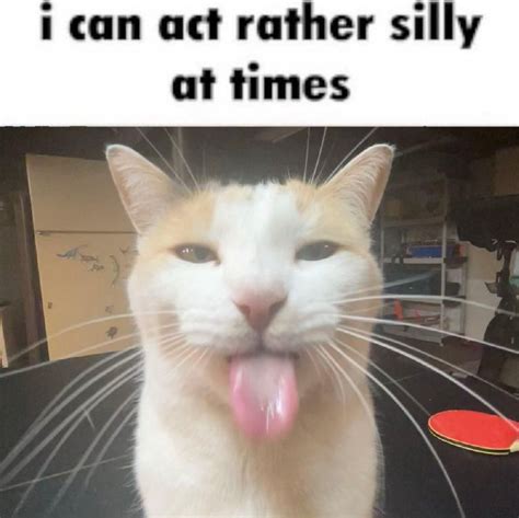 Cat Meme P