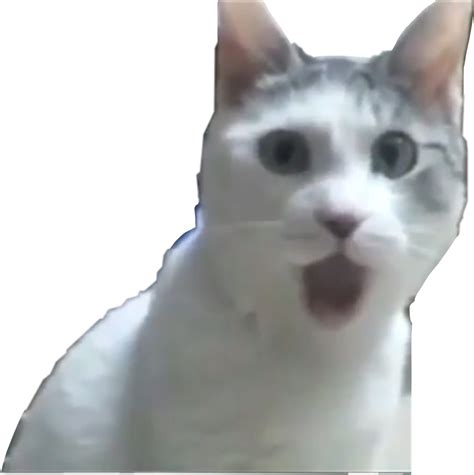 Cat Meme Png