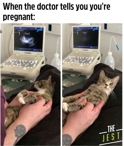 Cat Meme Pregnant