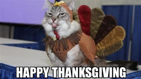 Cat Meme Thanksgiving