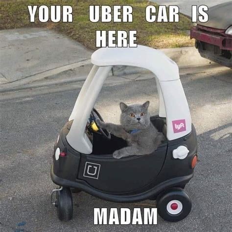 Cat Meme Uber Driver