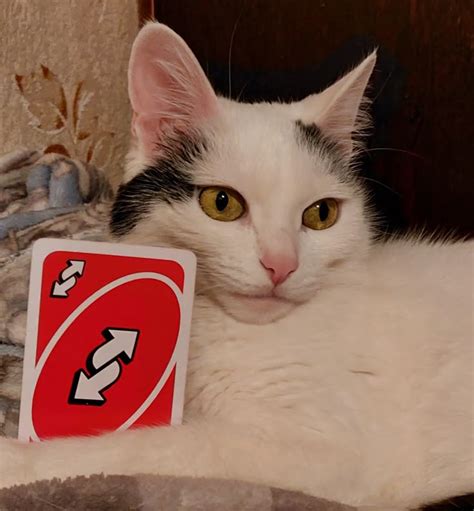 Cat Meme Uno