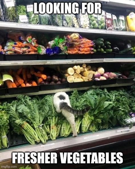 Cat Meme Vegetables