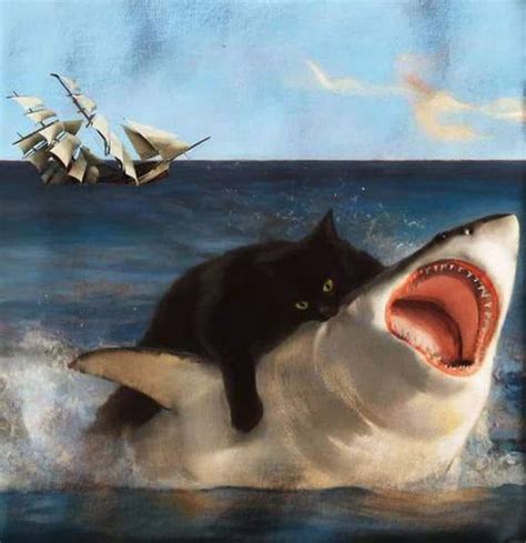 Cat Meme With Woman Shark