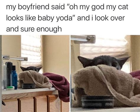 Cat Meme Yoda
