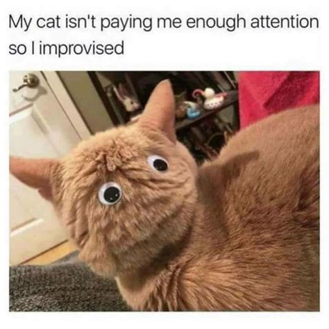 Cat Memes C