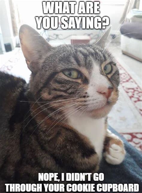 Cat Memes Clean 2019